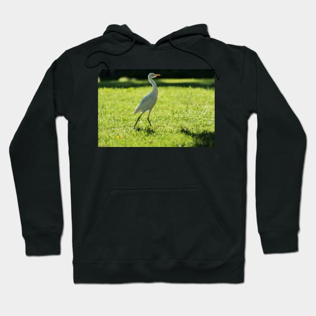 Cattle Egret: Hoodie by KensLensDesigns